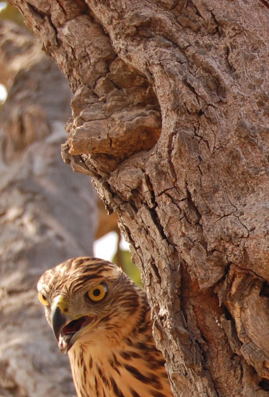 Eurasian Goshawk