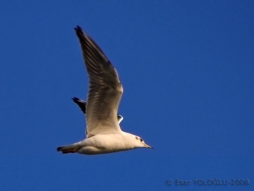 Black-headed Gull