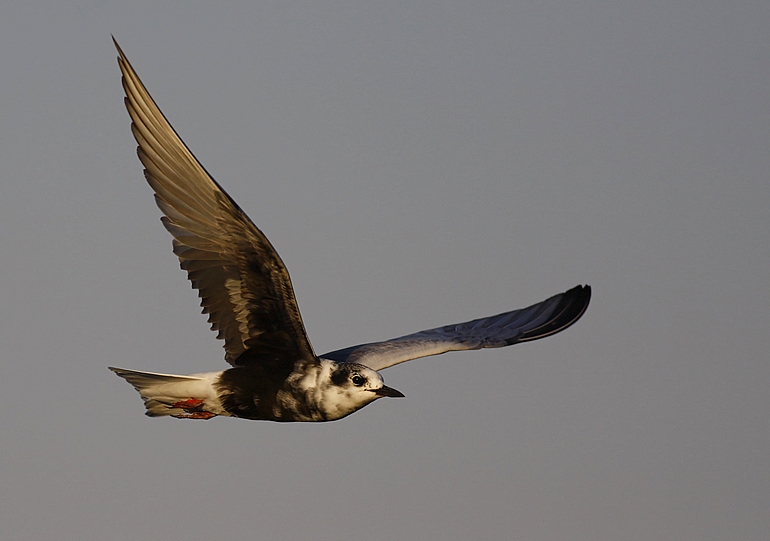 White-winged Tern