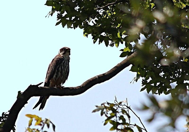 Eurasian Hobby