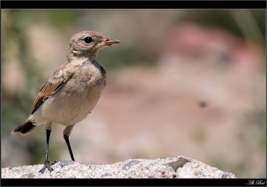Isabelline Wheatear