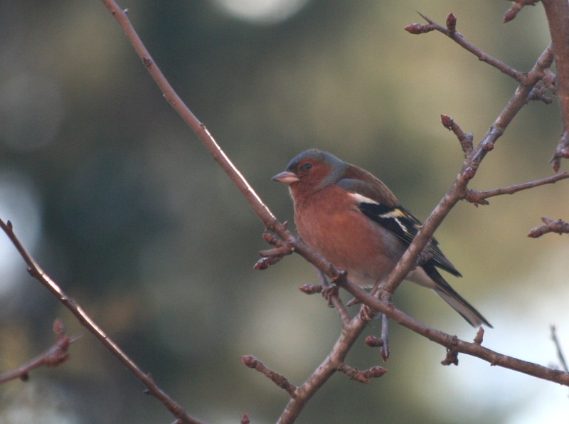 Eurasian Chaffinch