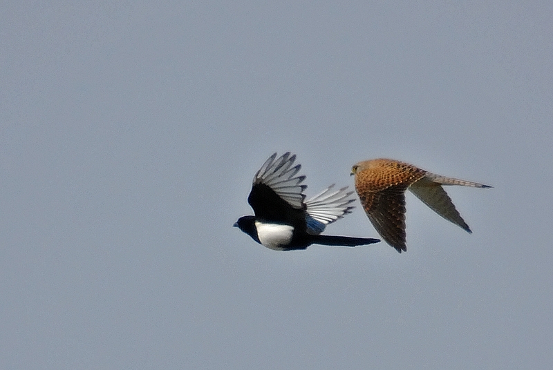 Common Kestrel