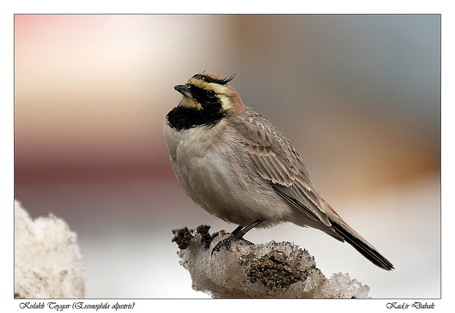 Horned Lark