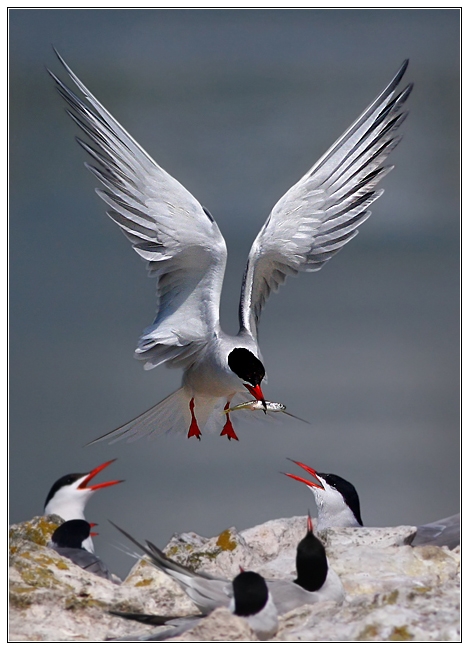 Common Tern