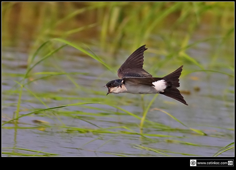 Western House Martin