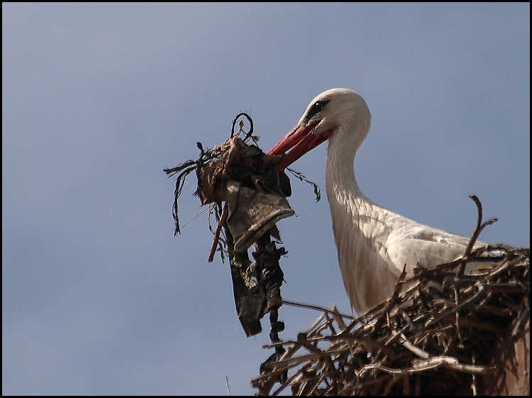 White Stork