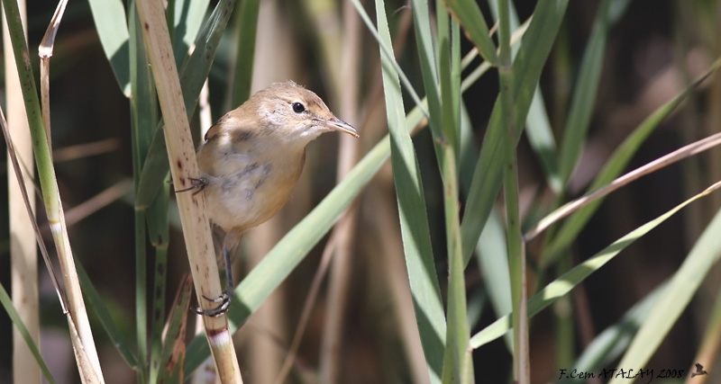 Common Reed Warbler