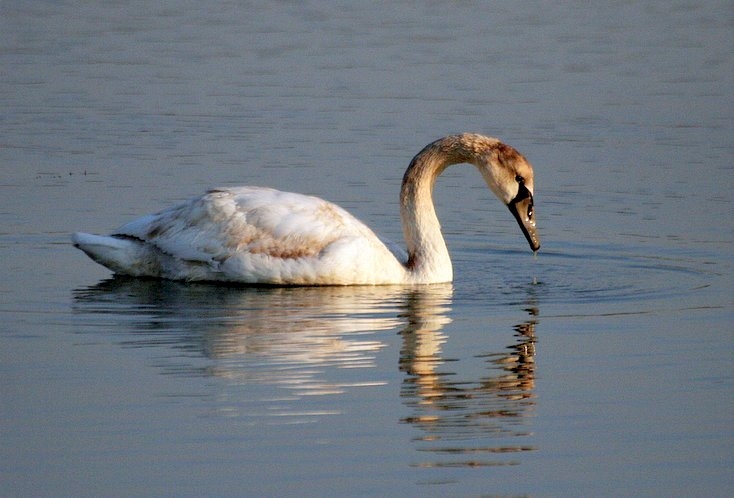 Mute Swan