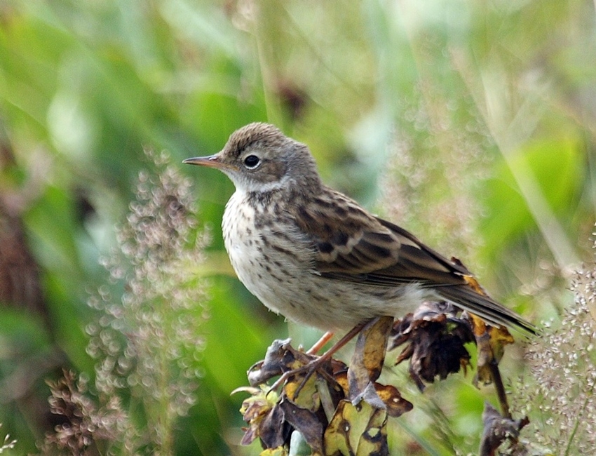 Water Pipit