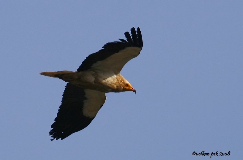 Egyptian Vulture