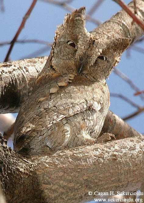 Eurasian Scops Owl