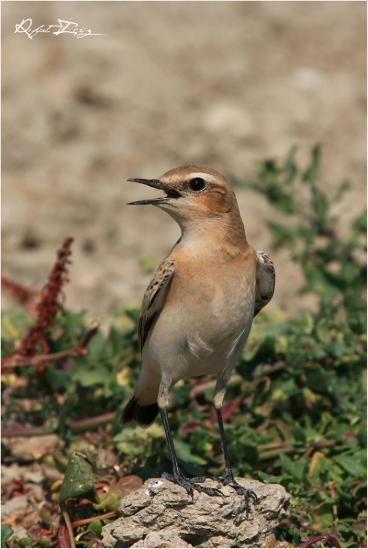 Isabelline Wheatear