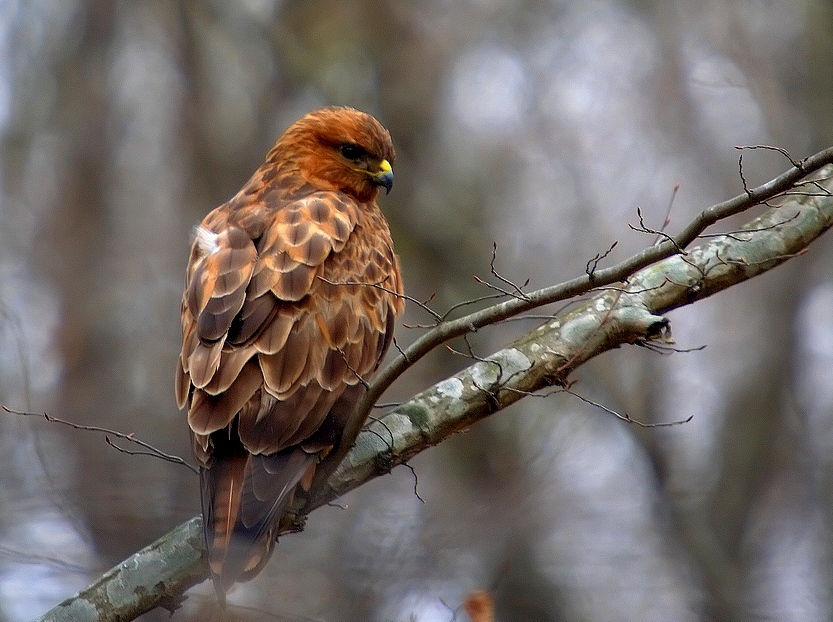 Common Buzzard