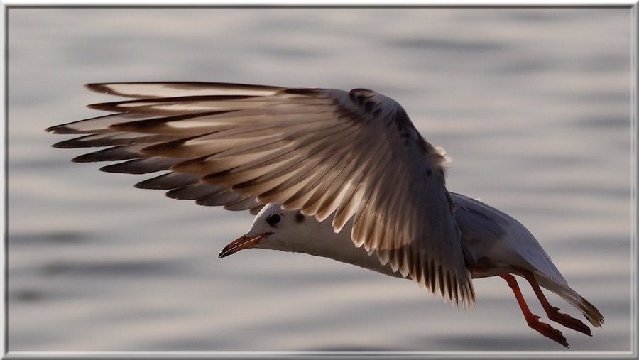 Black-headed Gull