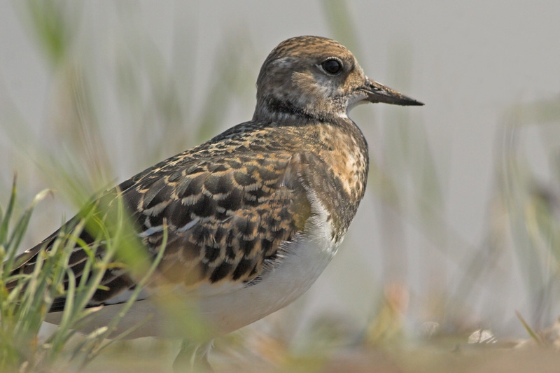 Ruddy Turnstone