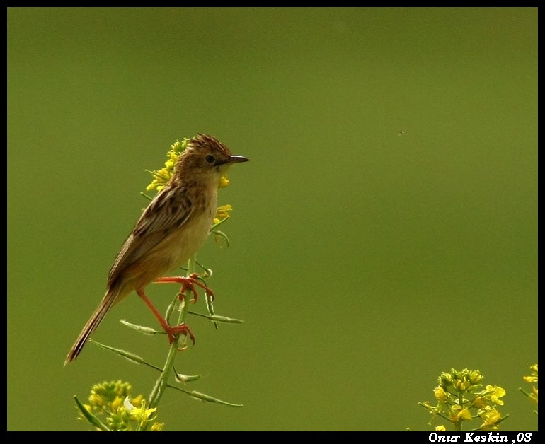 Zitting Cisticola