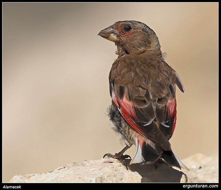 Crimson-winged Finch