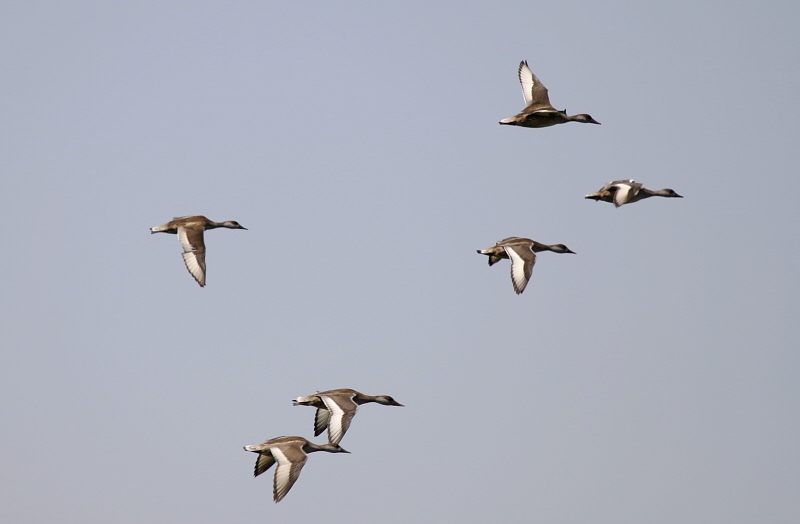 Red-crested Pochard
