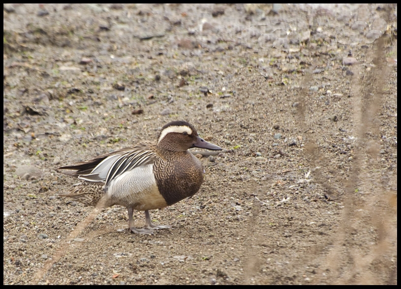 Garganey