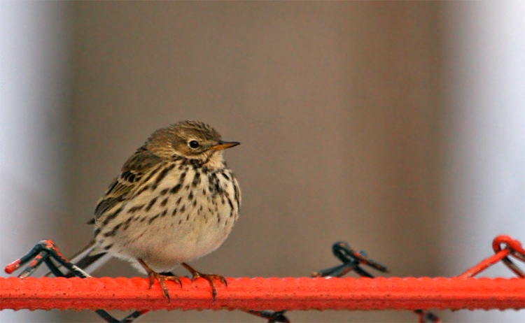 Meadow Pipit