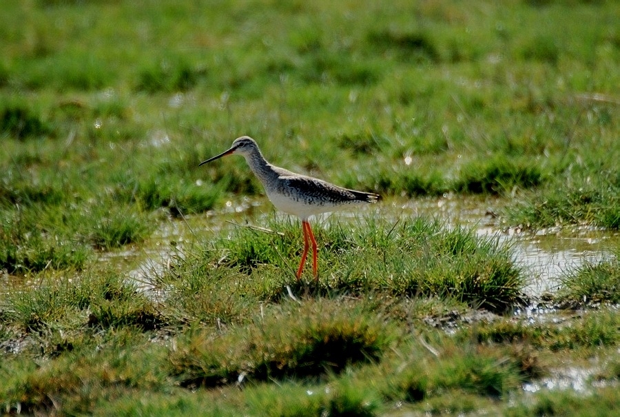 Spotted Redshank
