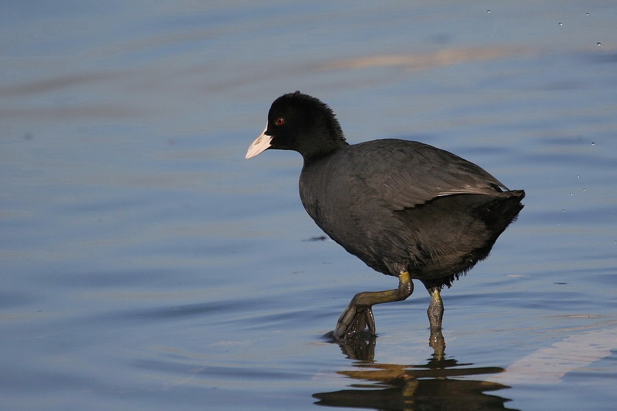 Eurasian Coot
