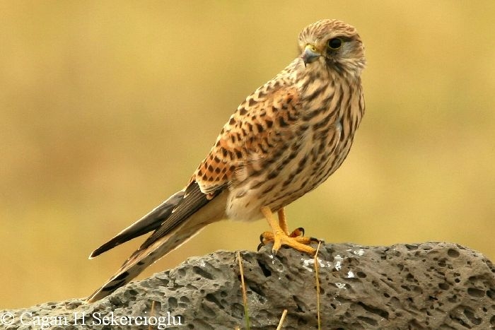 Common Kestrel