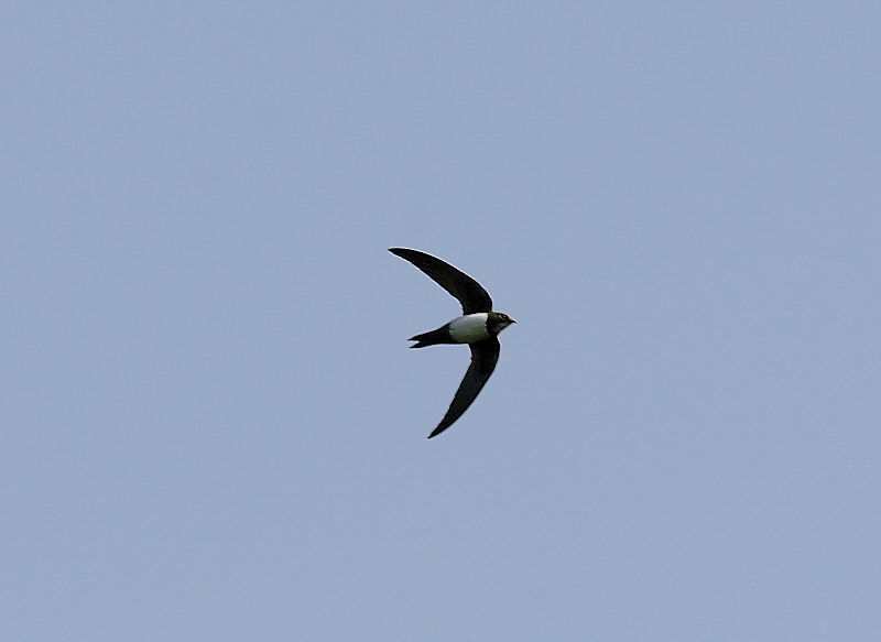Alpine Swift