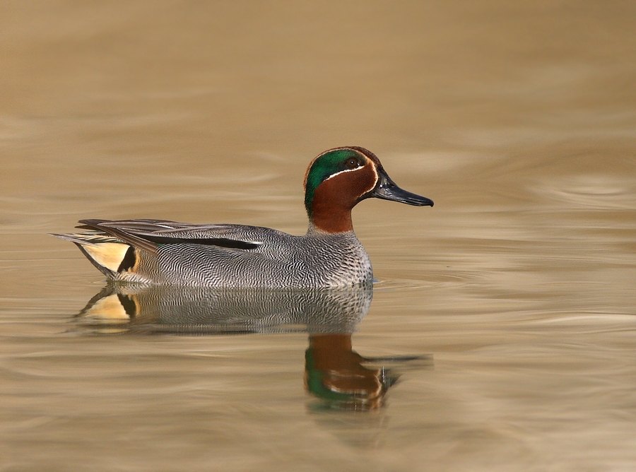 Eurasian Teal