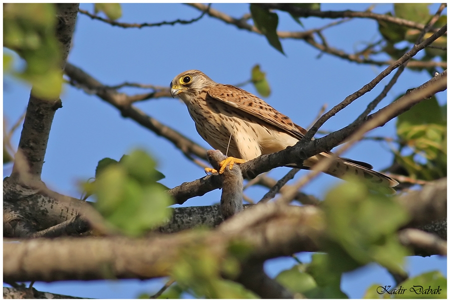 Common Kestrel