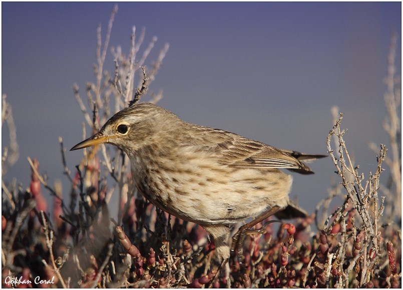 Water Pipit