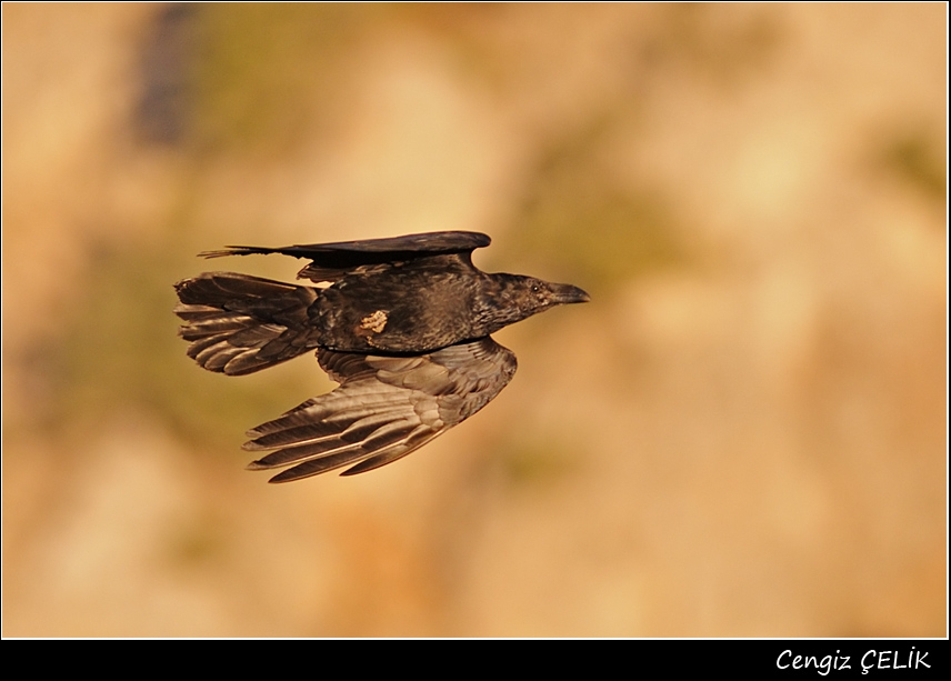 Northern Raven