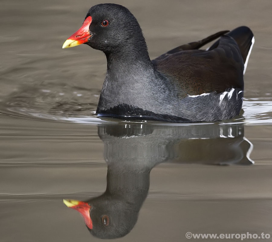 Common Moorhen