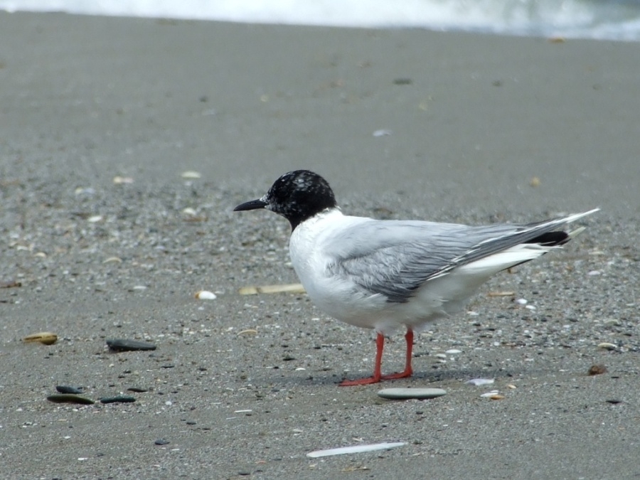 Little Gull