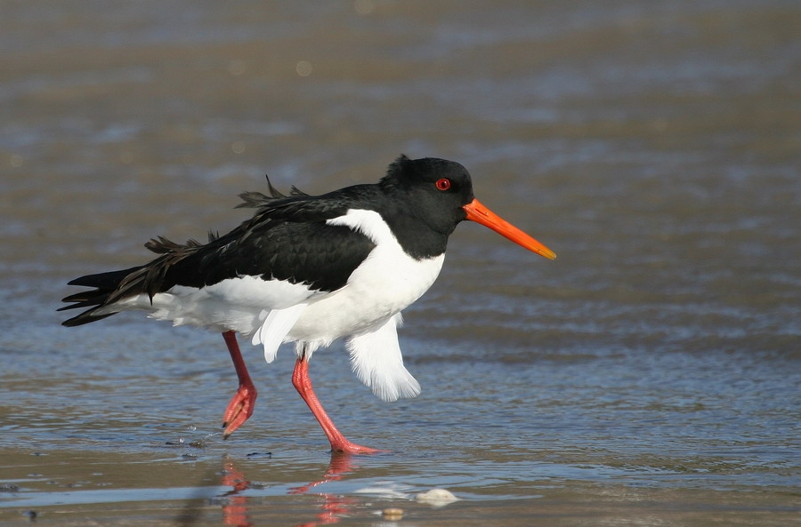 Eurasian Oystercatcher