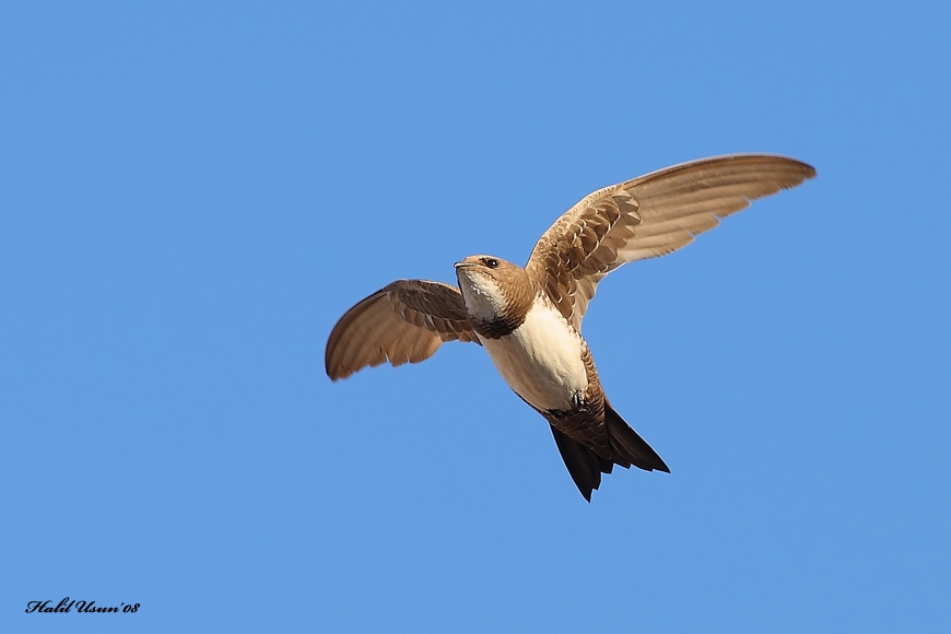 Alpine Swift