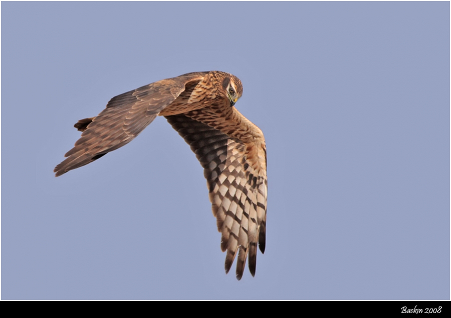 Montagu`s Harrier