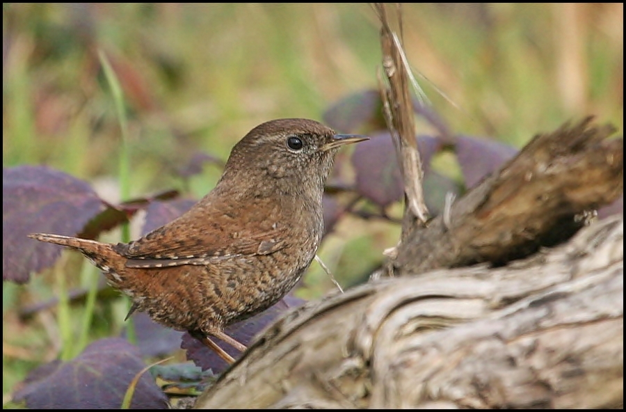 Eurasian Wren