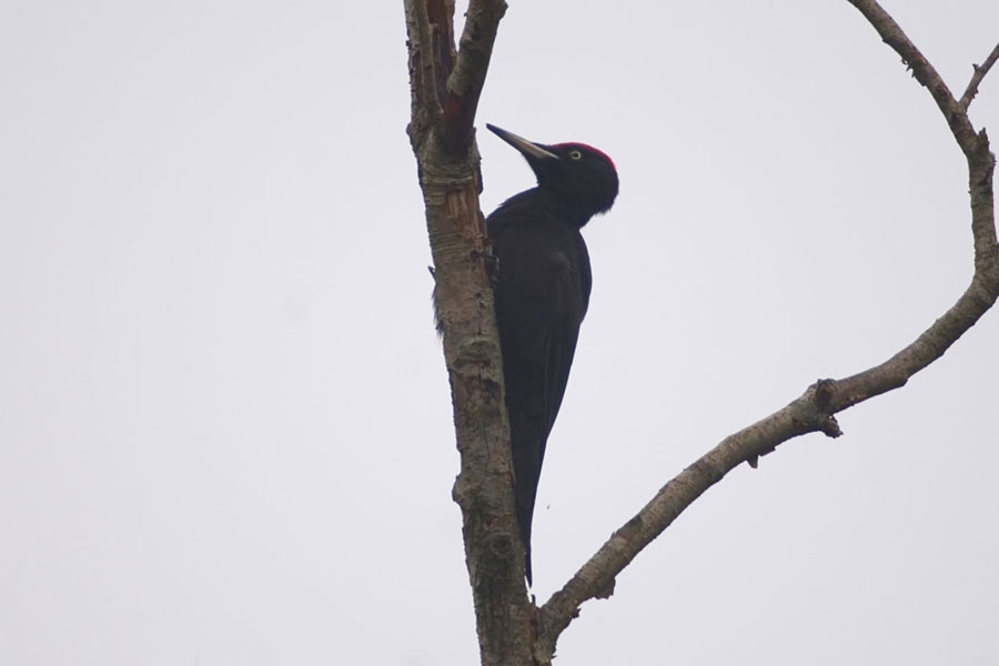 Black Woodpecker