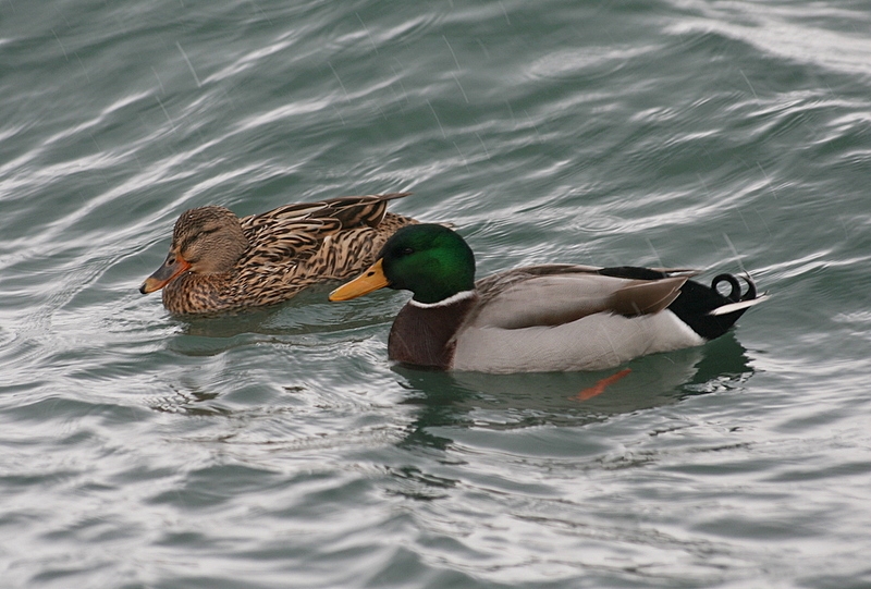 Mallard