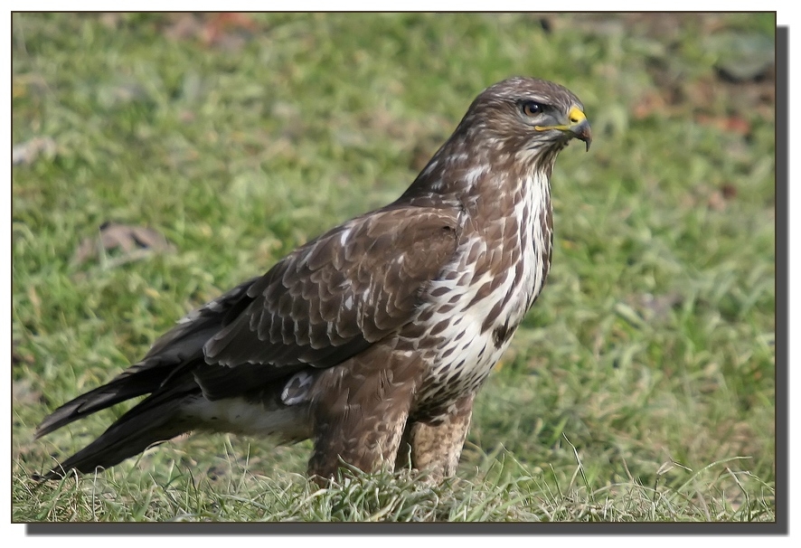 Common Buzzard