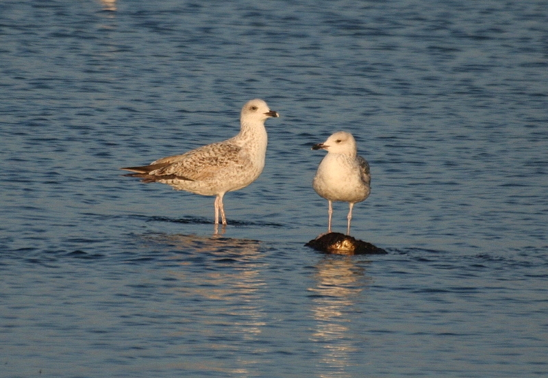 Caspian Gull