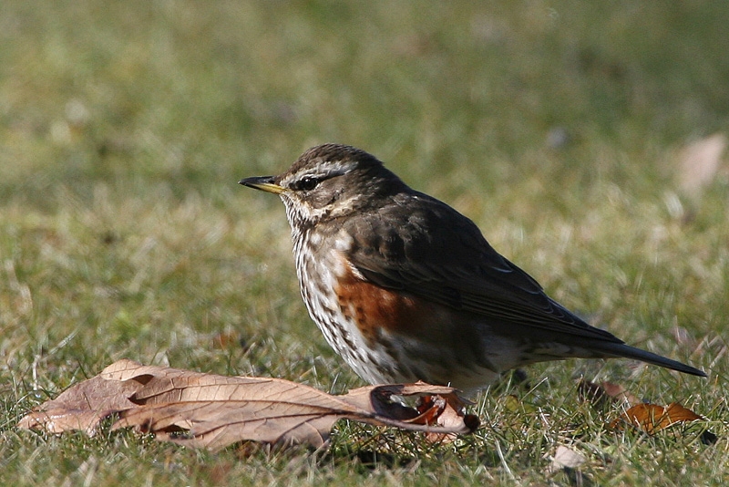 Redwing
