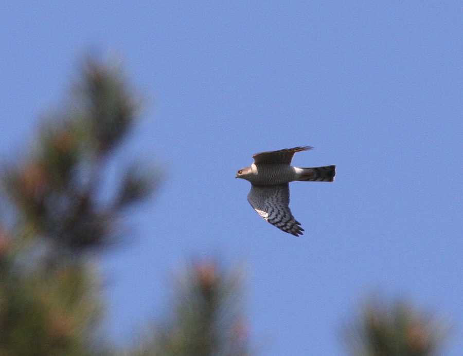 Eurasian Sparrowhawk
