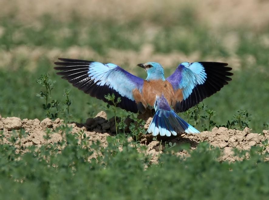 European Roller