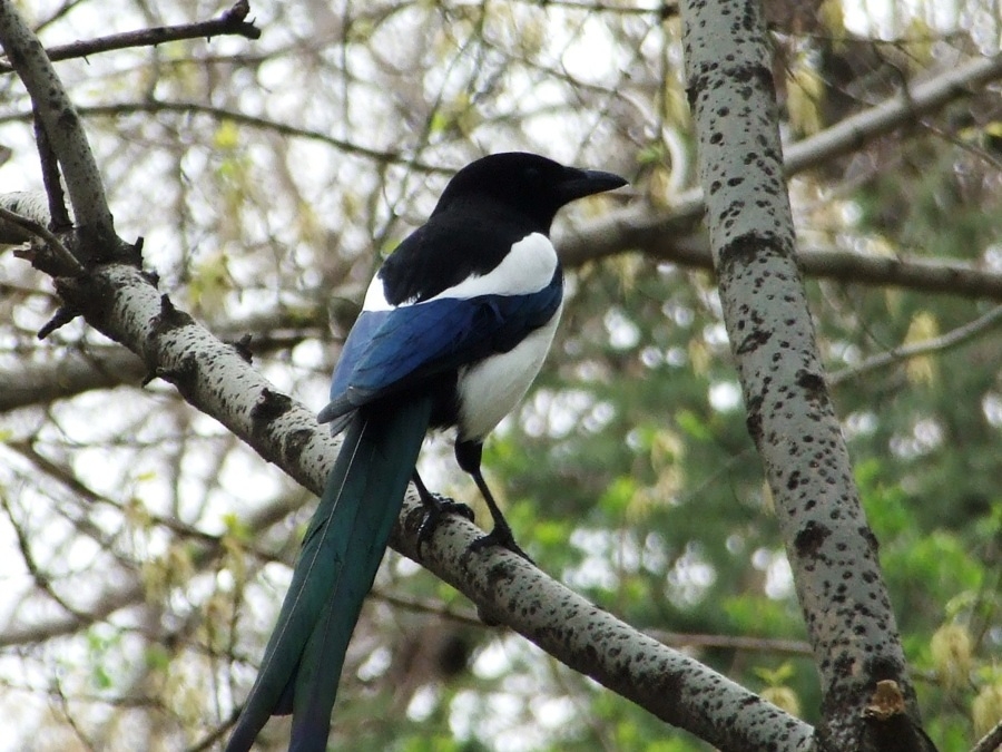 Eurasian Magpie