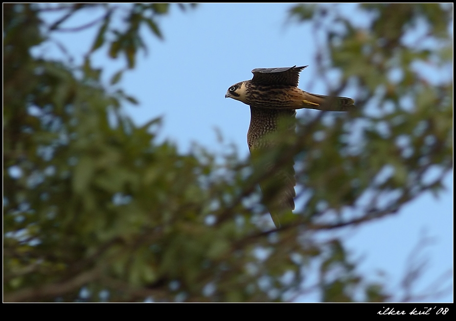 Eurasian Hobby