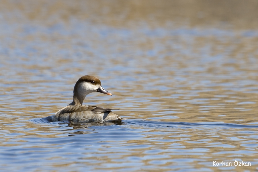 Red-crested Pochard