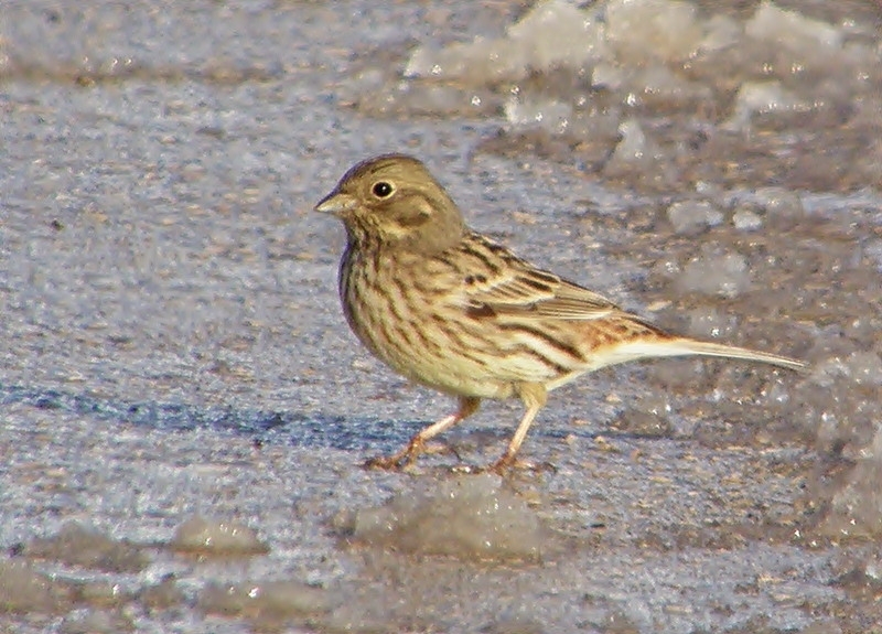 Yellowhammer